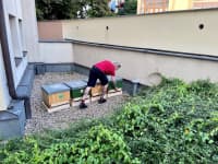 včelí úly na radnici